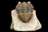 Brown Coltraneia Trilobite - Issoumour, Morocco #154294-2